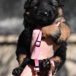 Ruth - Black and red female German Shepherd puppy in Azle, Texas from Nuckols-Alsup Canines German Shepherds