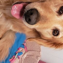 Gisele - Golden Retriever