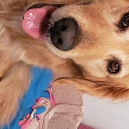 Gisele - Golden Retriever