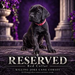 Cassius (Red Collar) - Black male Cane Corso puppy in Stilwell, Oklahoma from Killing Joke Kennels