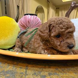 Green (AKC) - Apricot male Poodle puppy in Tupelo, Mississippi from Tupelo Toy Poodles