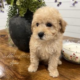 Annie - Apricot female Goldendoodle puppy in Rienzi, Mississippi from Saddle Hill Farms