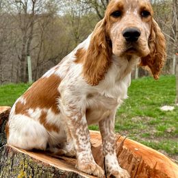Ridge - English Springer Spaniel