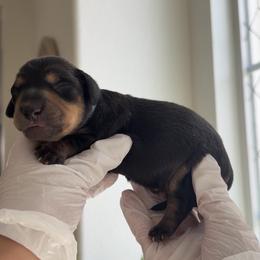 Boy 1 - Black and tan male Dachshund puppy in Temecula, California from jocelyn martinez