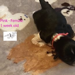 Collie, Lhasa Apso, and Rhodesian Ridgeback Puppies from Koenigplatz Kennel