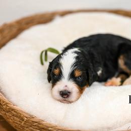 Bentley - Tri-color male Bernedoodle puppy in Tucson, Arizona from Sun Valley Goldendoodles