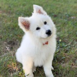 Rev - White male Berger Blanc Suisse puppy in Chestnut, Illinois from Fireside Fernweh WSS & Kriegerseele GSD