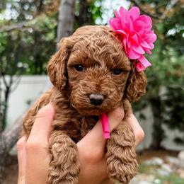 Lacey - Red  female Goldendoodle puppy in Pleasant Grove, Utah from Destination Doodles