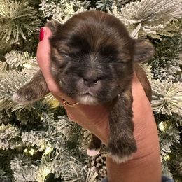 Boy 2 - Brindle male Shih Tzu puppy in Kodak, Tennessee from Cutshall Babies