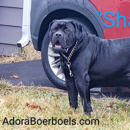 AdoraBoerboels Shadow - Black Boerboel puppy in Machesney Park, Illinois from Adoraboerboels