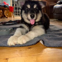 Girl 6 - Black and white female Alaskan Malamute puppy in Rensselaer, Indiana from Moot Manor Malamutes