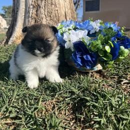 Pomeranian Puppies from Royal Paws Of Colorado