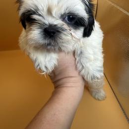 Shih Tzu puppies from L&L Euro Boxers and Small Town Shih Tzus
