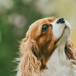 Trixie - Cavalier King Charles Spaniel