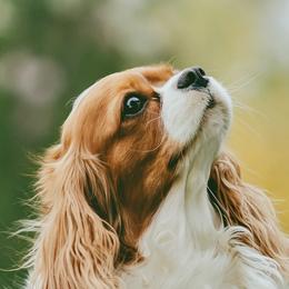 Trixie - Cavalier King Charles Spaniel