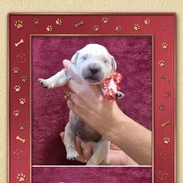 Boy 5 - Light golden male Golden Retriever puppy in Webberville, Michigan from All by grace goldens