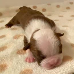 Jayden - Red male Boston Terrier puppy in Imperial, Missouri from Boston Kup Breeders