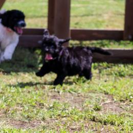 Minnow - female Goldendoodle puppy in Summerton, South Carolina from Lake Marion Kennels