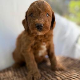 Chase - Caramel red male Australian Labradoodle puppy in Auburn, California from Poodles and Labradoodles breeder