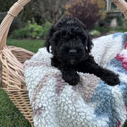 Luna - Black female Goldendoodle puppy in Oregon City, Oregon from Jessica's  Goldendoodle’s
