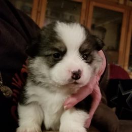 Cardigan Welsh Corgi and Pembroke Welsh Corgi Puppies from Rustic Spur Kennel