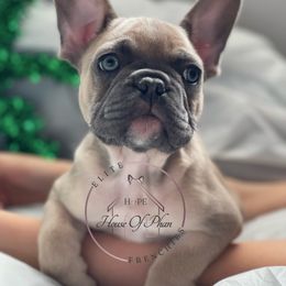 French Bulldog Puppies from House Of Phan Elite Frenchies