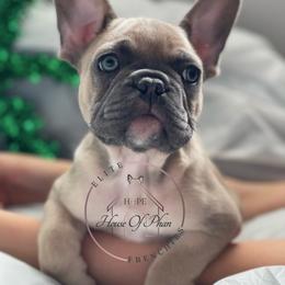 French Bulldog Puppies from House Of Phan Elite Frenchies
