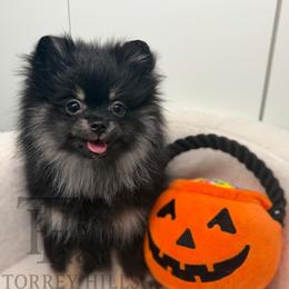 Melody - Black and tan female Pomeranian puppy in Redlands, California from Torrey Hills Poms