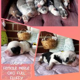 Lucky - White and black female Pembroke Welsh Corgi puppy in Saint George, South Carolina from Carolina cotton candy corgis