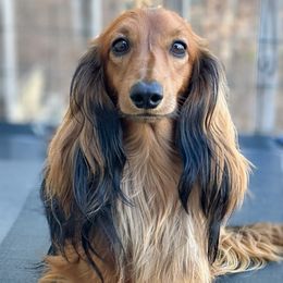Monte - Dachshund