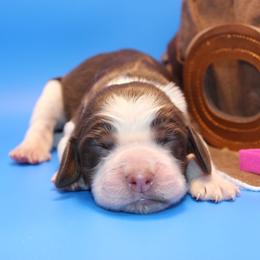 Southwest - Tri-Roan female English Springer Spaniel puppy in Eastman, Georgia from Mossy Creek Springers