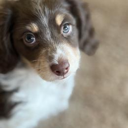 Dachshund Puppies from 208 Dox Dynasty