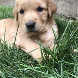 Golden Retriever Puppies from Rocky Mountain Field Goldens