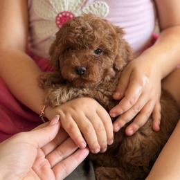 Female 1 - Red  female Poodle puppy in Lancaster, California from Fancy Red Poodles