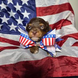 Mocha - Red phantom male Aussiedoodle puppy in Haleyville, Alabama from The Cuddly Dood Ranch