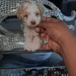 Pink collar - Red  female Goldendoodle puppy in Fort Myers, Florida from Gandystailsofjoy
