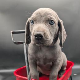 Ella - Blue female Weimaraner puppy in Evart, Michigan from Drehbar Weimaraners