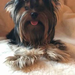 "Skye " Yorkshire Terrier All Grown Up from J. Fortin Yorkies
