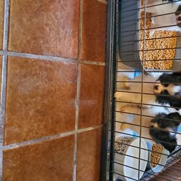 Papillon Puppies from Winddancers Papillons