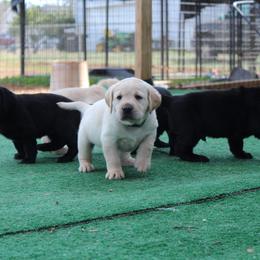 Doberman Pinscher and Labrador Retriever Puppies from GFDutton Retrievers & Dalla Grazia Dobermans