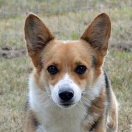 Ayo - Pembroke Welsh Corgi