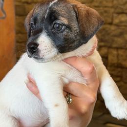 Pink girl - Tri-color female Jack Russell Terrier puppy in Berthoud, Colorado from Shelby Burleson's Golden Retrievers and Jack Russell Terriers