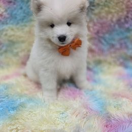 Orange boy - White male Samoyed puppy in Elwell, Michigan from Limelight Samoyeds