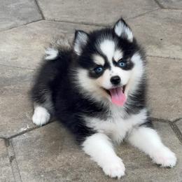 Sharon - Black and white female Pomsky puppy in Spring Hill, Florida from PDQ Pomskies