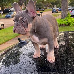 French Bulldog Puppies from S&I Frenchies