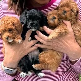 Yorkipoo puppies from Wasatch Pup