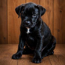 Tippy - Black female Cane Corso puppy in Haslet, Texas from Trained To Go Corso Kennels (T.T.G. Corso Kennels)