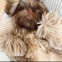 Shih Tzu Puppies from Tammy's Shihtzu Shack