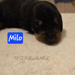 Milo - Black and tan male Dachshund puppy in Poplarville, Mississippi from T's Kennel