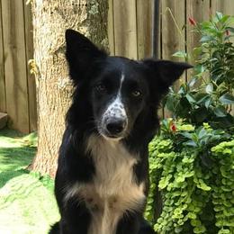 Pippa - Border Collie